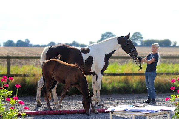 Minilla af Elestorp e Baloufino-Kaschmir