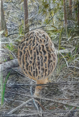 Morchel / Ol auf Leinwand / 30 x 20 cm / ----CHF 900----
