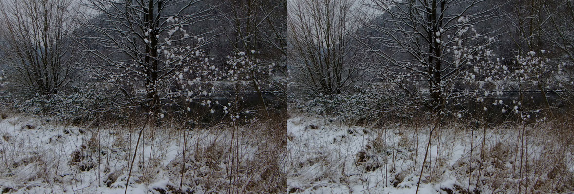 Schnee-Blüten am Neckar_06.01.2026 - PeWe