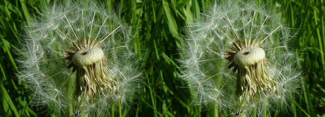 Rest-Schirmchen der "Pusteblume"_2025 - PeWe