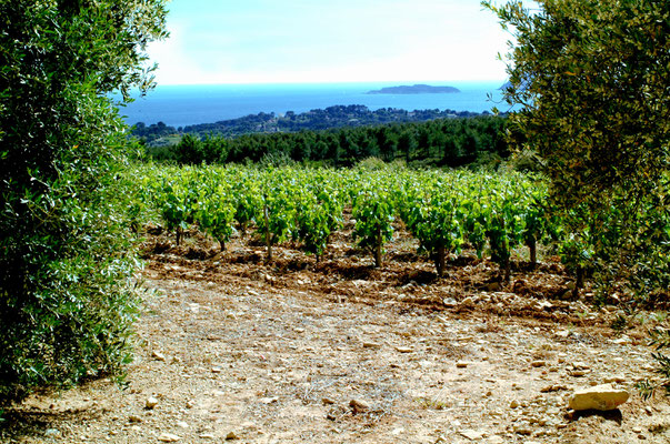 Le vignoble de l'AOC Bandol