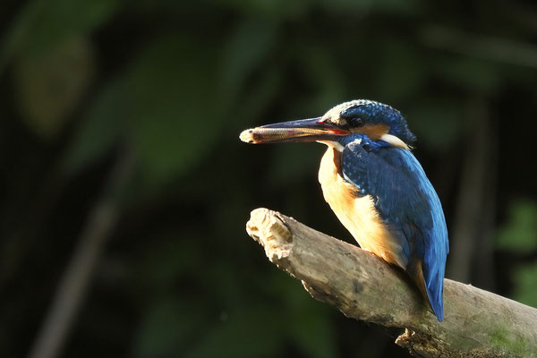 Eisvogel