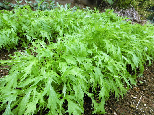 水菜　近日収穫予定　漬物にします。