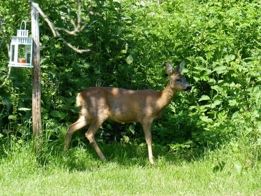 Ferienwohnung an der Schlei Garten