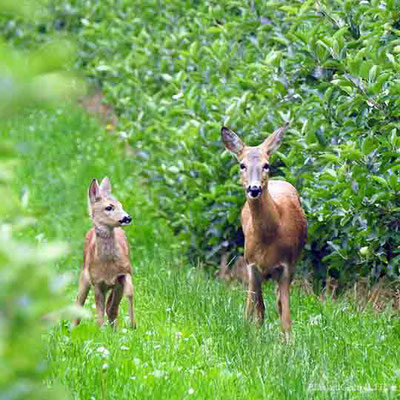 Rehe am Bodensee