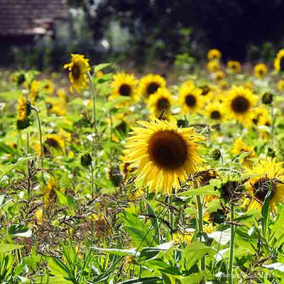 Sonnenblumenfeld am Bodensee