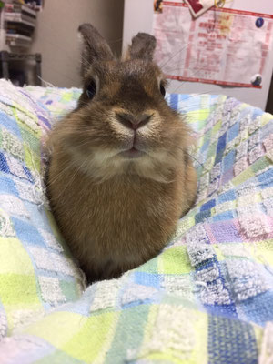 ライオンラビット　モカさん