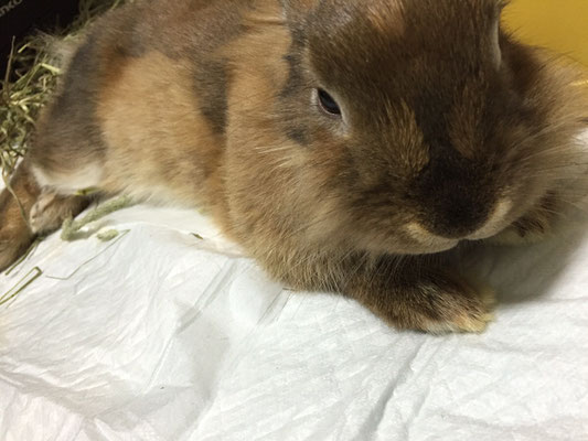 ライオンラビット　モカさん