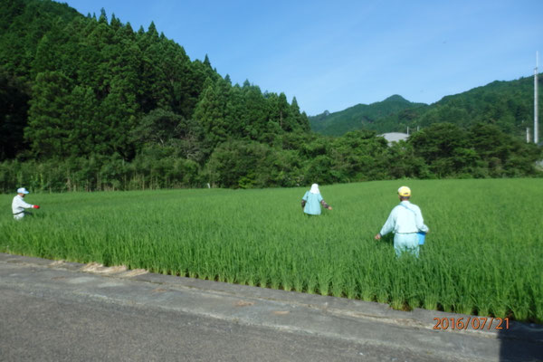 穂肥