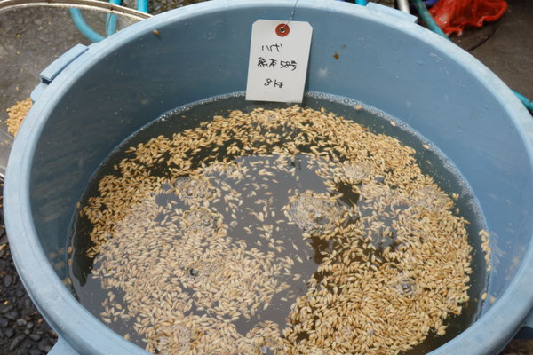 塩水選