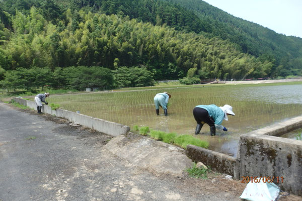 田植え後補植