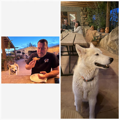 Der Hund, der Gerrits Pizza in den Mund geschaut hat, kommt ganz brav zu mir, macht Sitz und guckt dann aber ganz unschuldig weg, als ich das Handy zücke