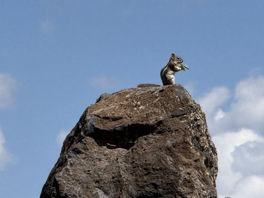 Ich glaube ich war in meinem früheren Leben ein Eichhörnchen! Ich würde genau da sitzen und essen