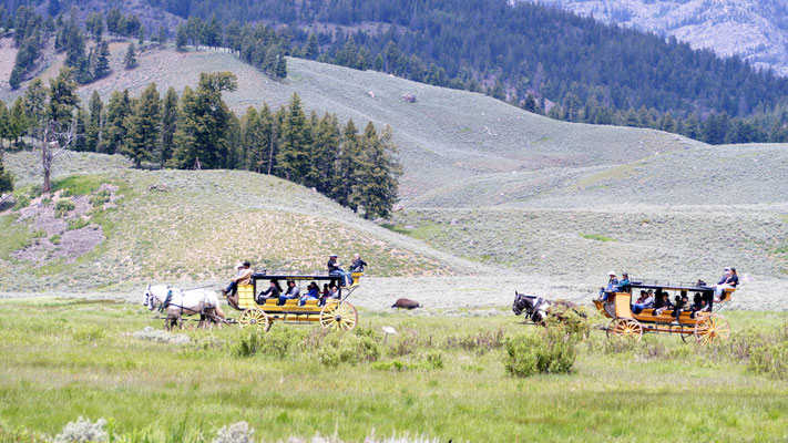 Kutschfahrt durch die Landschaft, dazwischen ein Bison