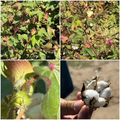 Baumwollpflanze von der Blüte, über den Nupsi in der Mitte zur erntefertigen Pflanze