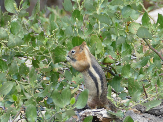 Im Wald wimmelte es von Streifenhörnchen - dieses hier war hungrig