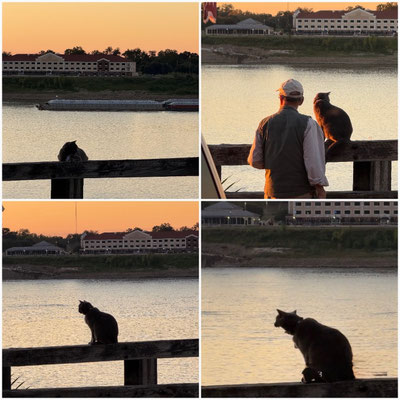 Eine Katze genießt genau wie wir den Sonnenuntergang am Mississippi