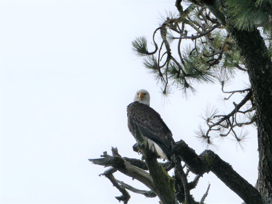 Ja!! Ich habe ihn erwischt, wenn auch aus der Ferne: ein Weißkopfseeadler, den ich dann rund 50.000 mal geknipst habe