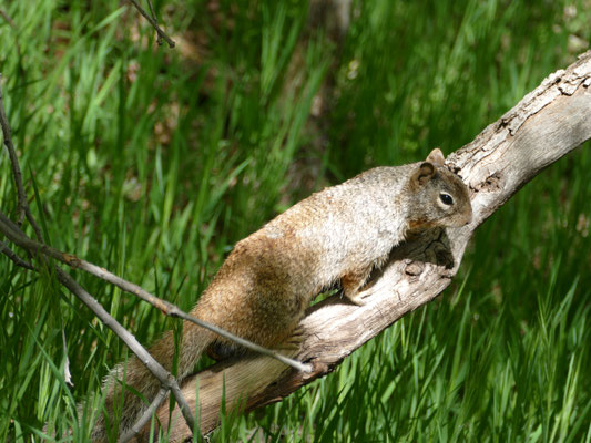 ein dickes Eichhörnchen, das von den Touristen lebt