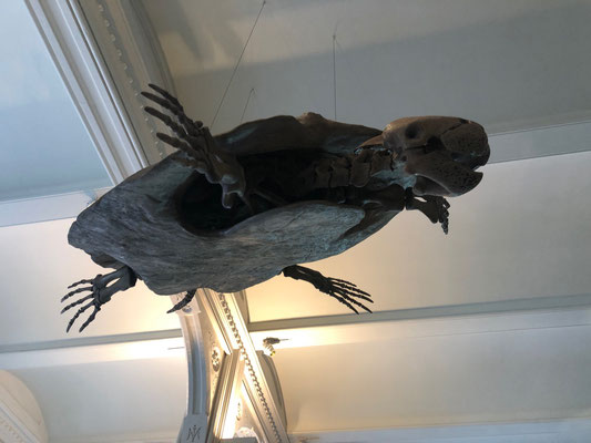 So groß waren die Schildkröten, mit denen wir geschwommen sind, Gott sei dank nicht!