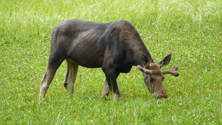ein "moose", also ein echter Elch