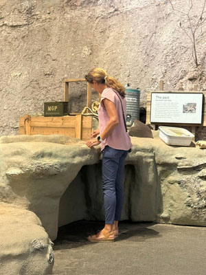 Ich pinsel Knochen von Riesenbisons (Urbisons) frei - tolles Museum!