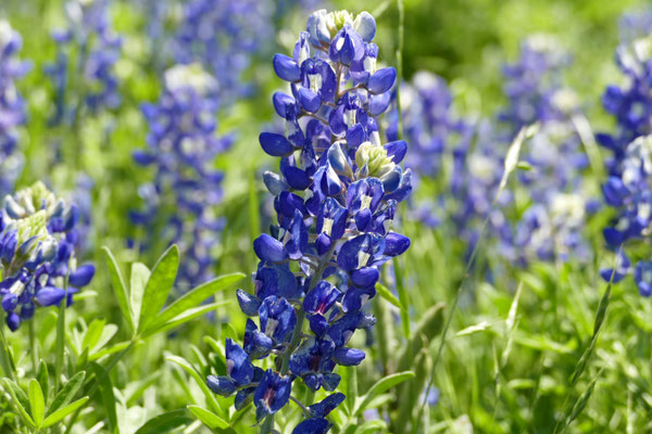 Blaue Bluebonnets