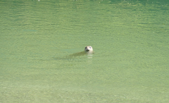 Ein Seehund im "Hafen" des Campingplatzes, nachdem es Fischüberreste gab