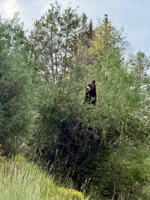 Ein Bär im Baum...