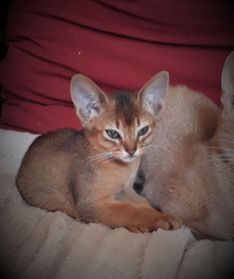 Annonces Isal Club Des Chats Somali Et Abyssin