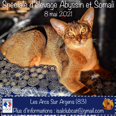 Les Evenements De L Isal Club Isal Club Des Chats Somali Et Abyssin