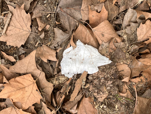 Foto 7: Feuchttücher: besonders ärgerlich, da sie nicht verrotten!
