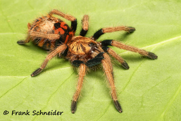 Chromatopelma cyaneopubescens Juvenil