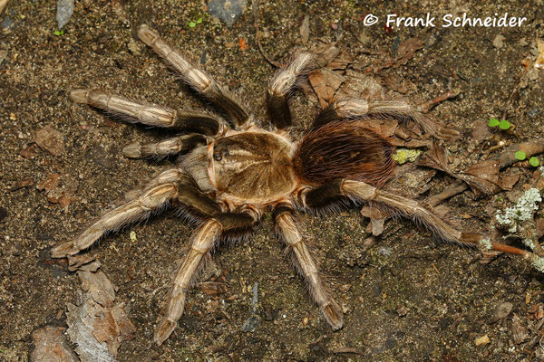 0.1 Lasiodorides polycuspulatus