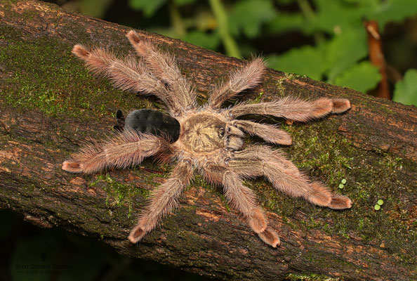 0.1 Psalmopoeus pulcher