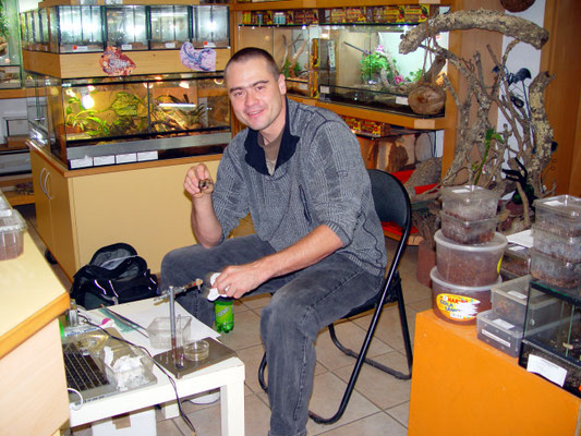 Alle Jahre wieder: Prof. Dr. Volker Herzig (Australien) beim Spinnen melken.