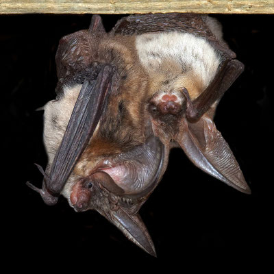 Fledermaus - graue Langohren