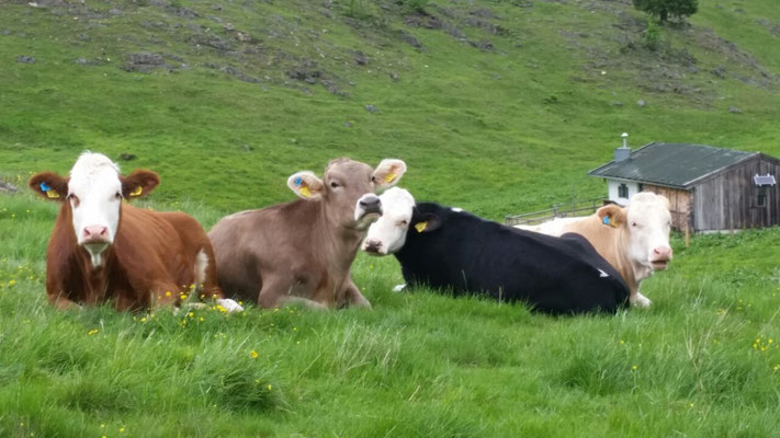 Kühe auf der Alm