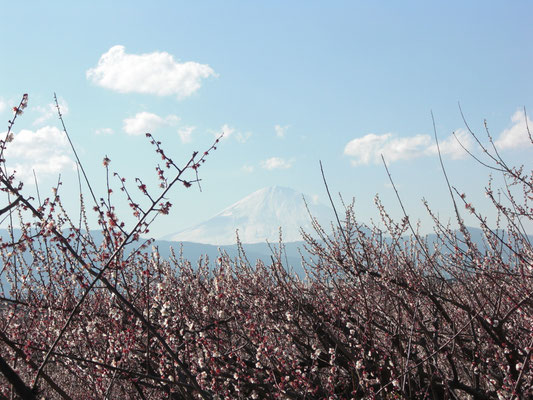 「梅林と富士の峰」のコラボ