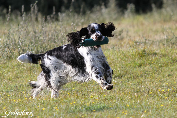 Baxter "Felicitous Bandit"