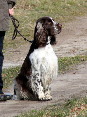 Dempsey Foto: Heuschkel