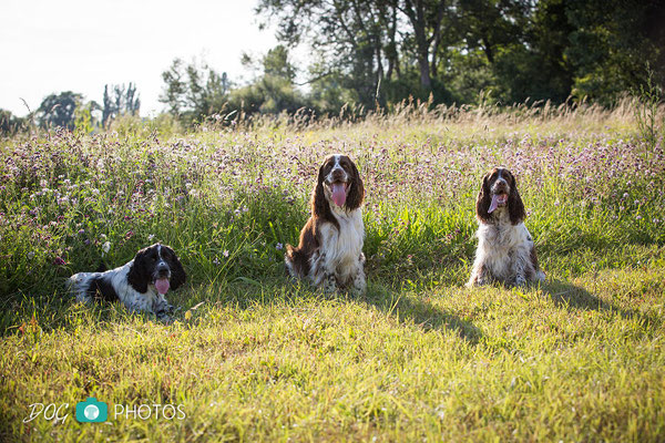 Gibson - Muffin - Milka