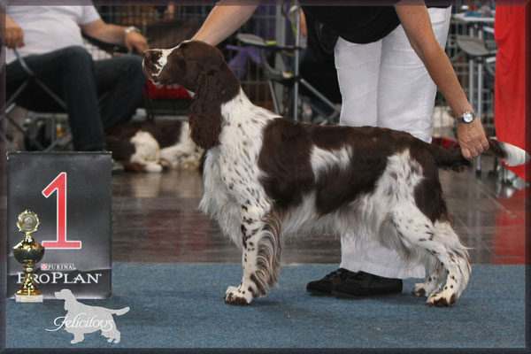 Felicitous Dawn - V1 & VDH-Anw + CAC/CACIB/BOS - German Winner '15