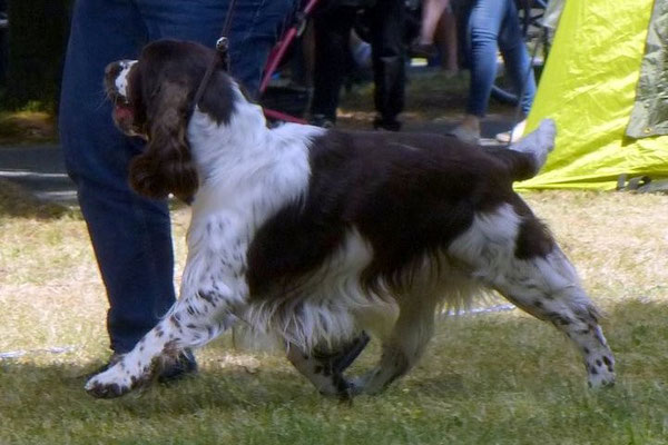 Felicitous Dempsey - Foto: Kauffmann