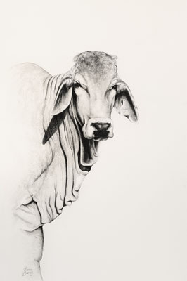 Brahman, 78x60cm Watercolour on paper, Framed.  SOLD