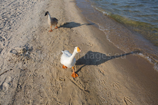 Goose
