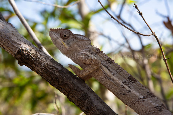Panther Chameleon
