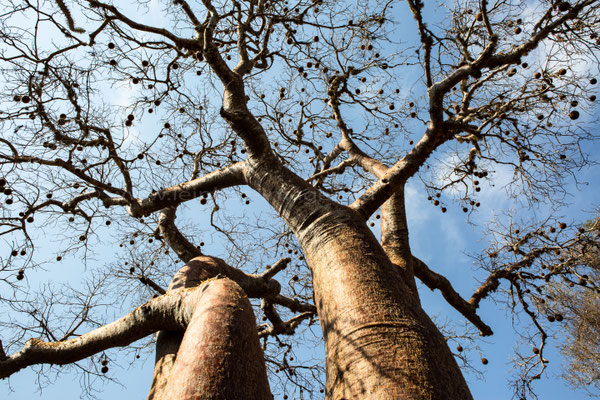 Fony Baobab tree