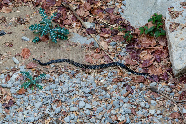 Giant Hognose Snake