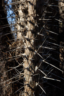 Octopus tree